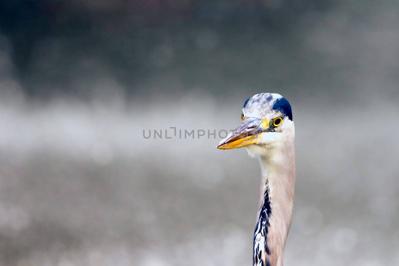 Wild grey heron
