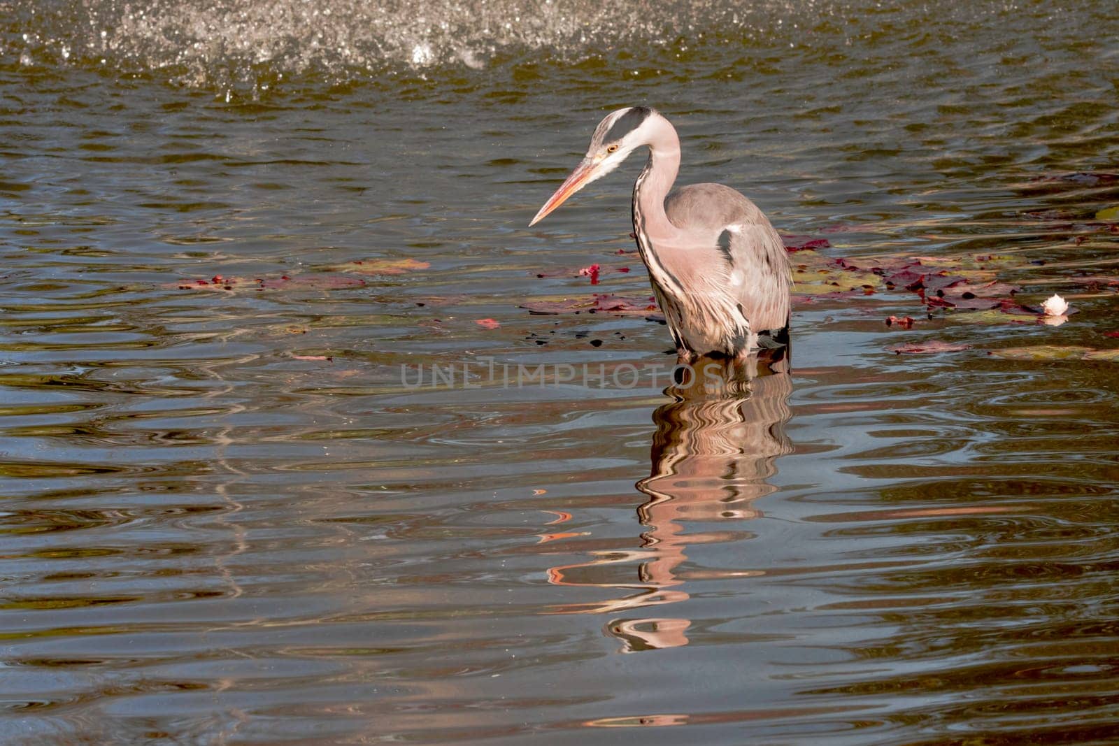 Wild grey heron