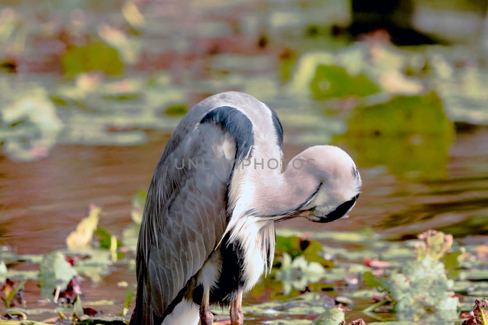 Wild grey heron