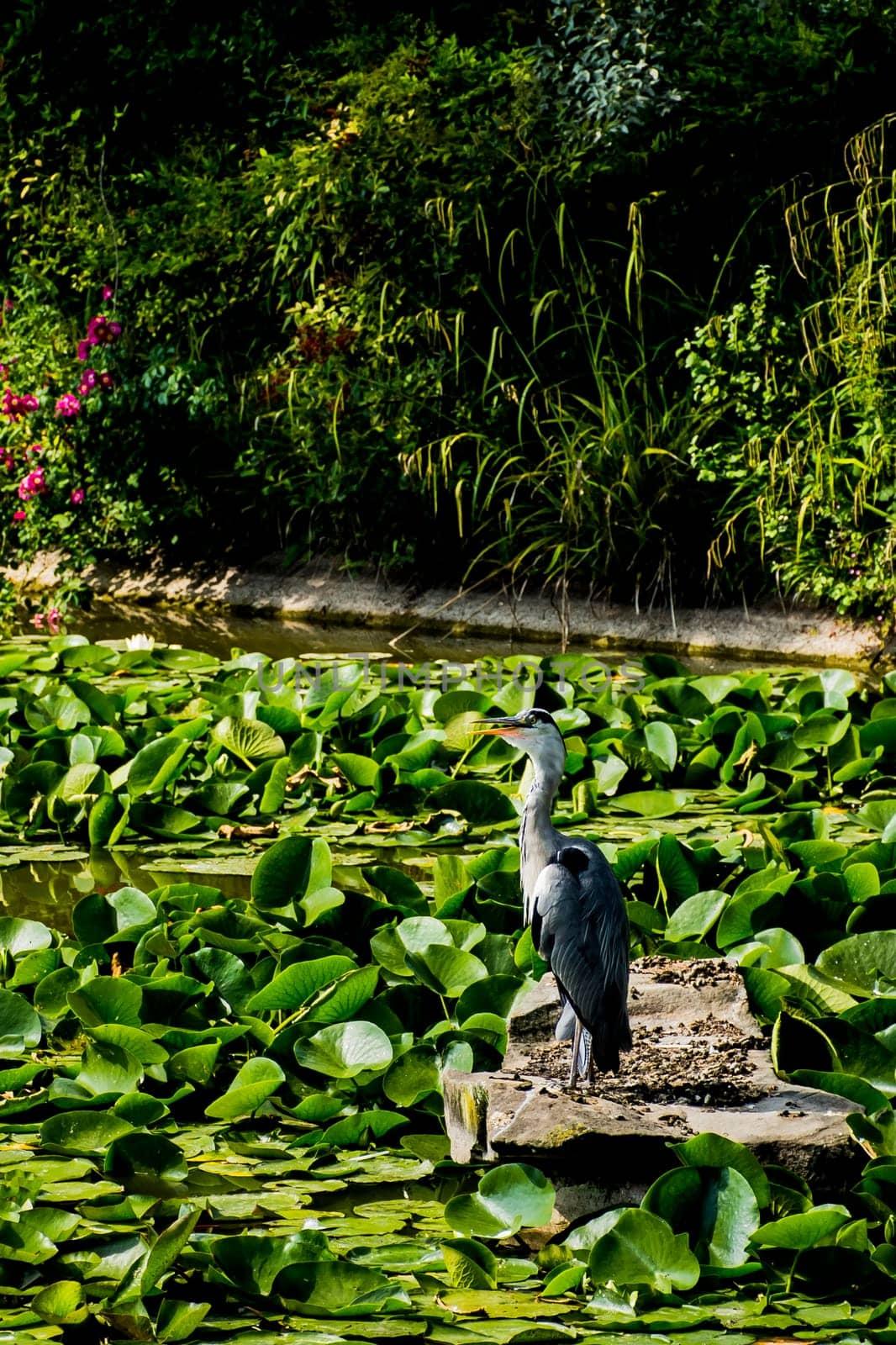 Wild grey heron