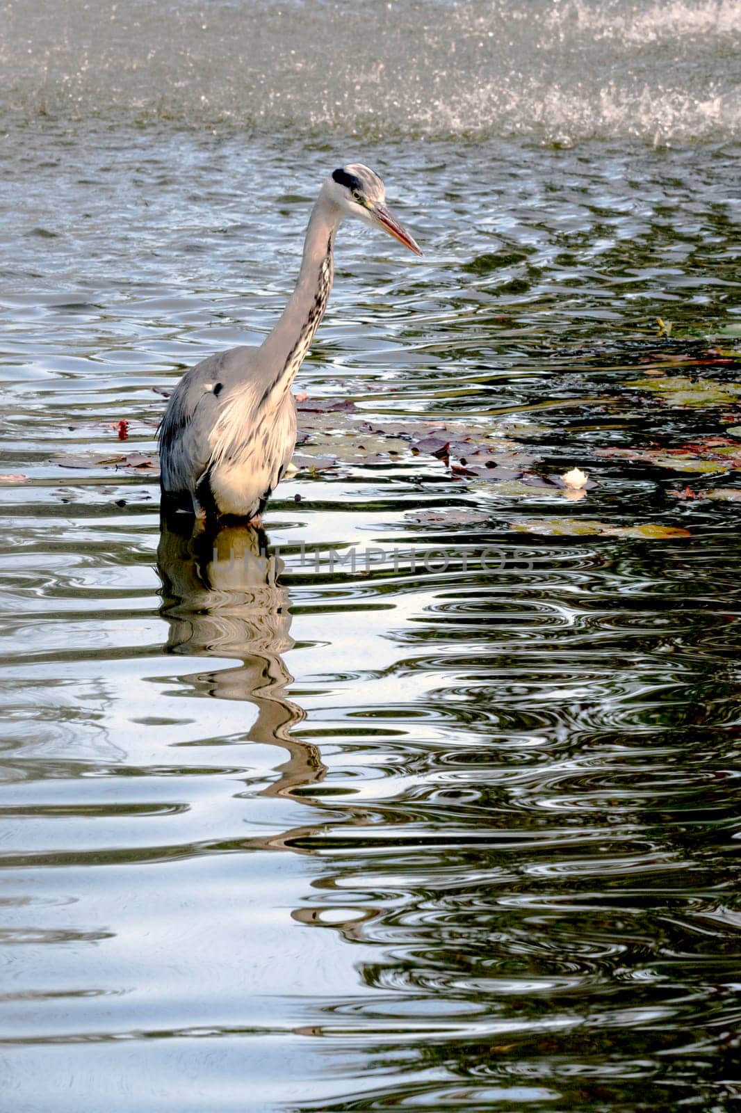 Wild grey heron