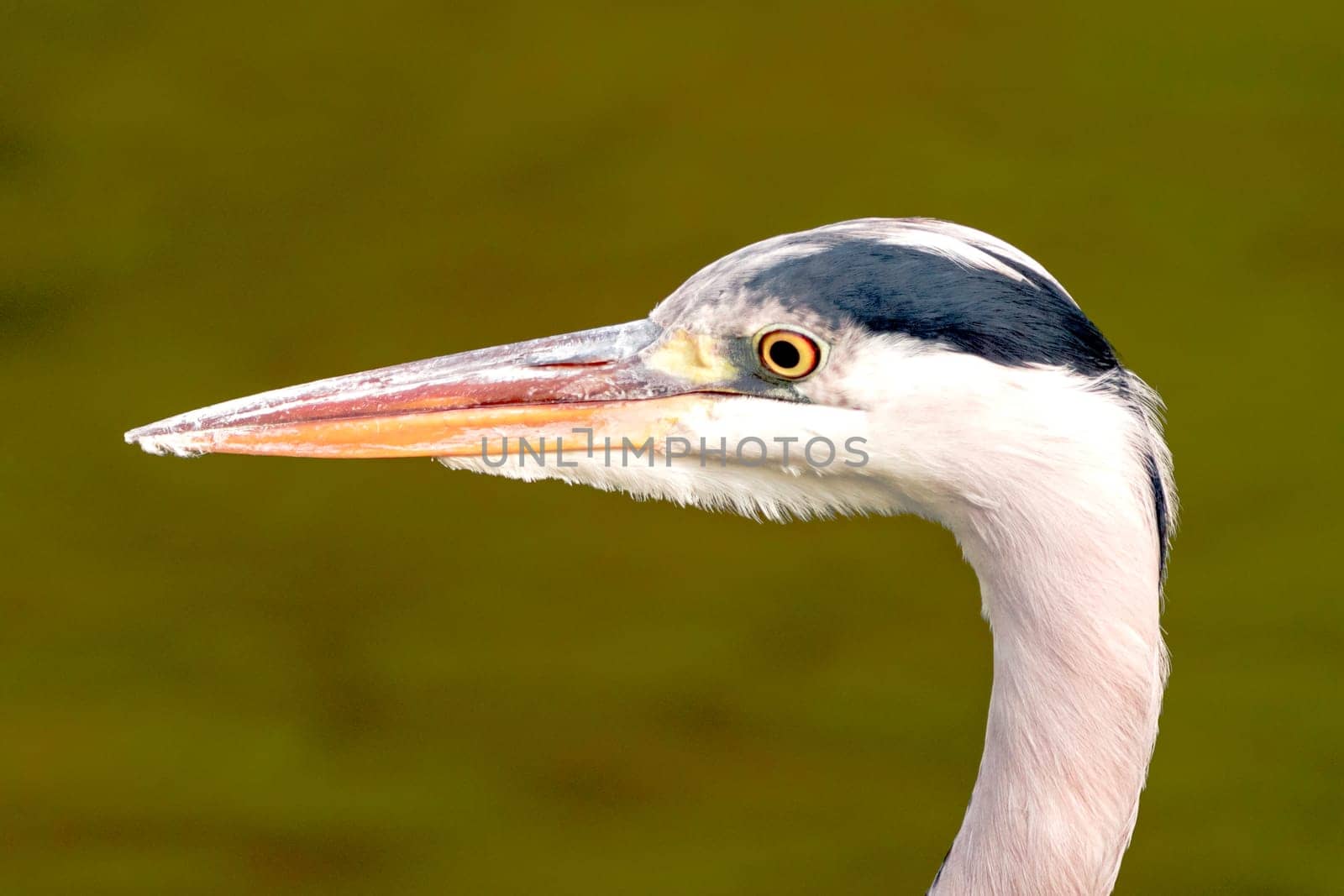 Wild grey heron