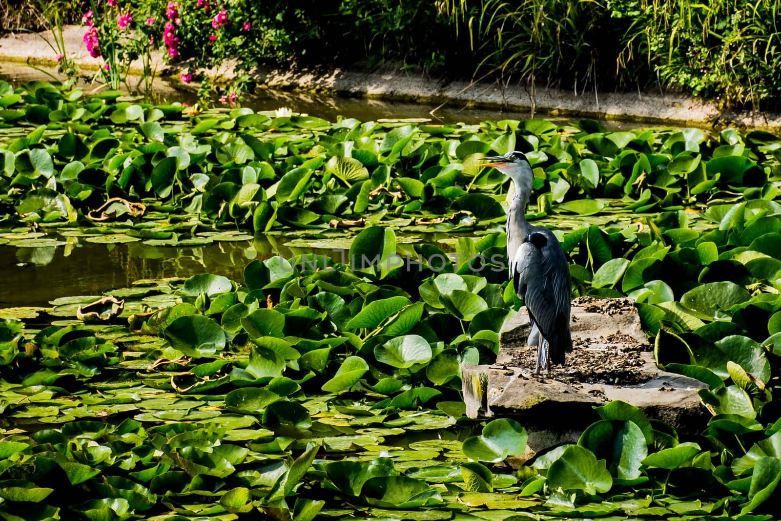 Wild grey heron