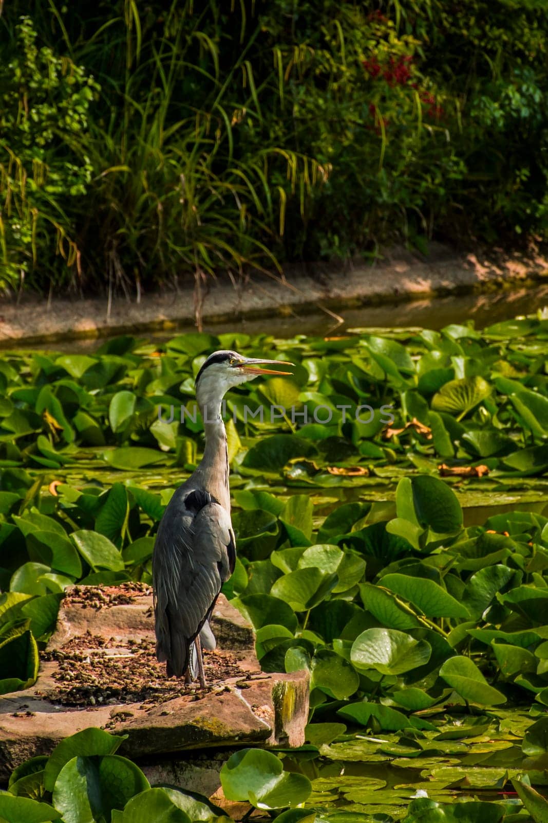 Wild grey heron