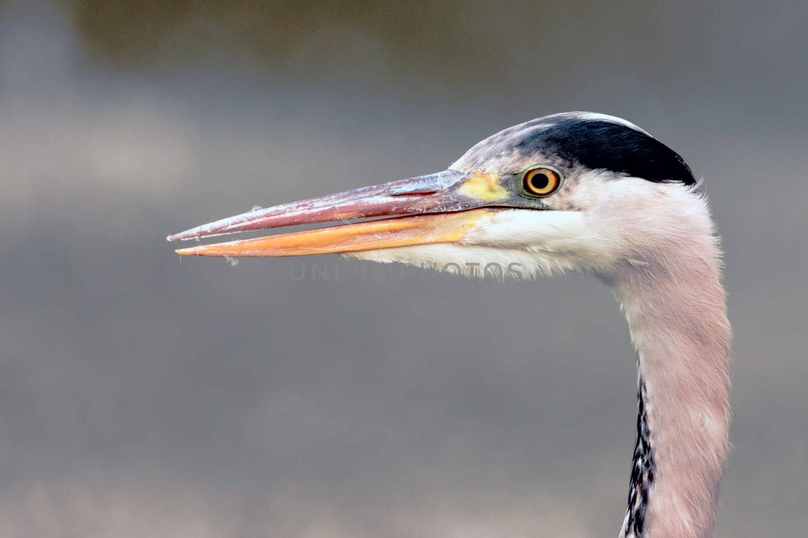 Wild grey heron