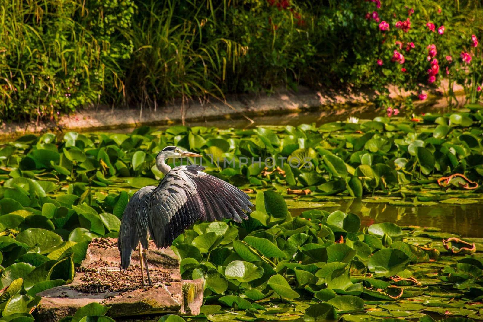 Wild grey heron