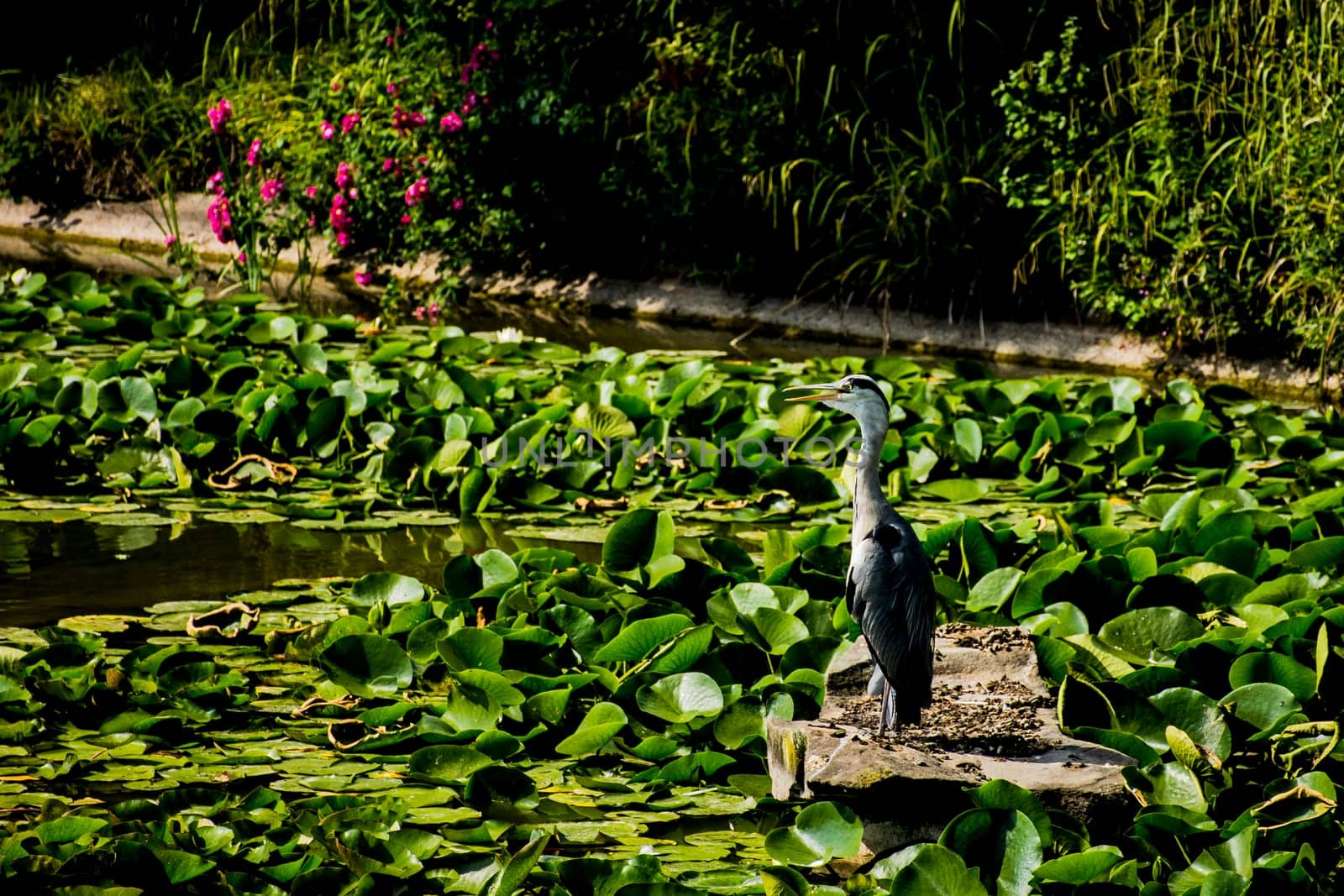 Wild grey heron