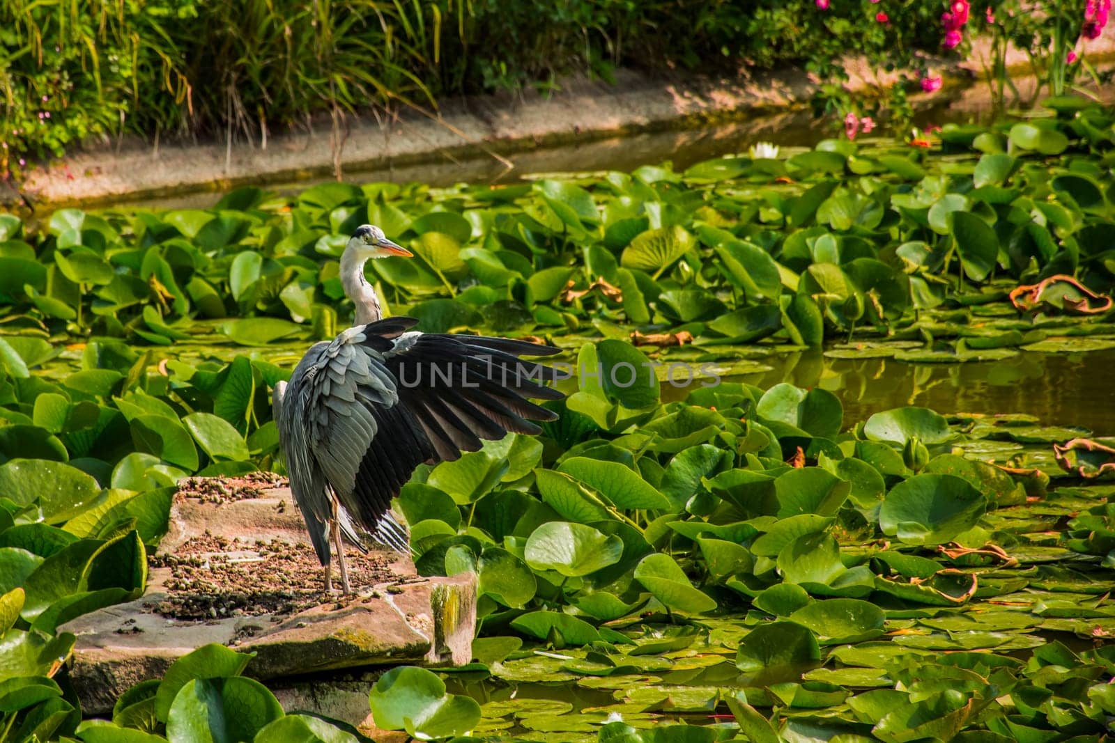 Wild grey heron