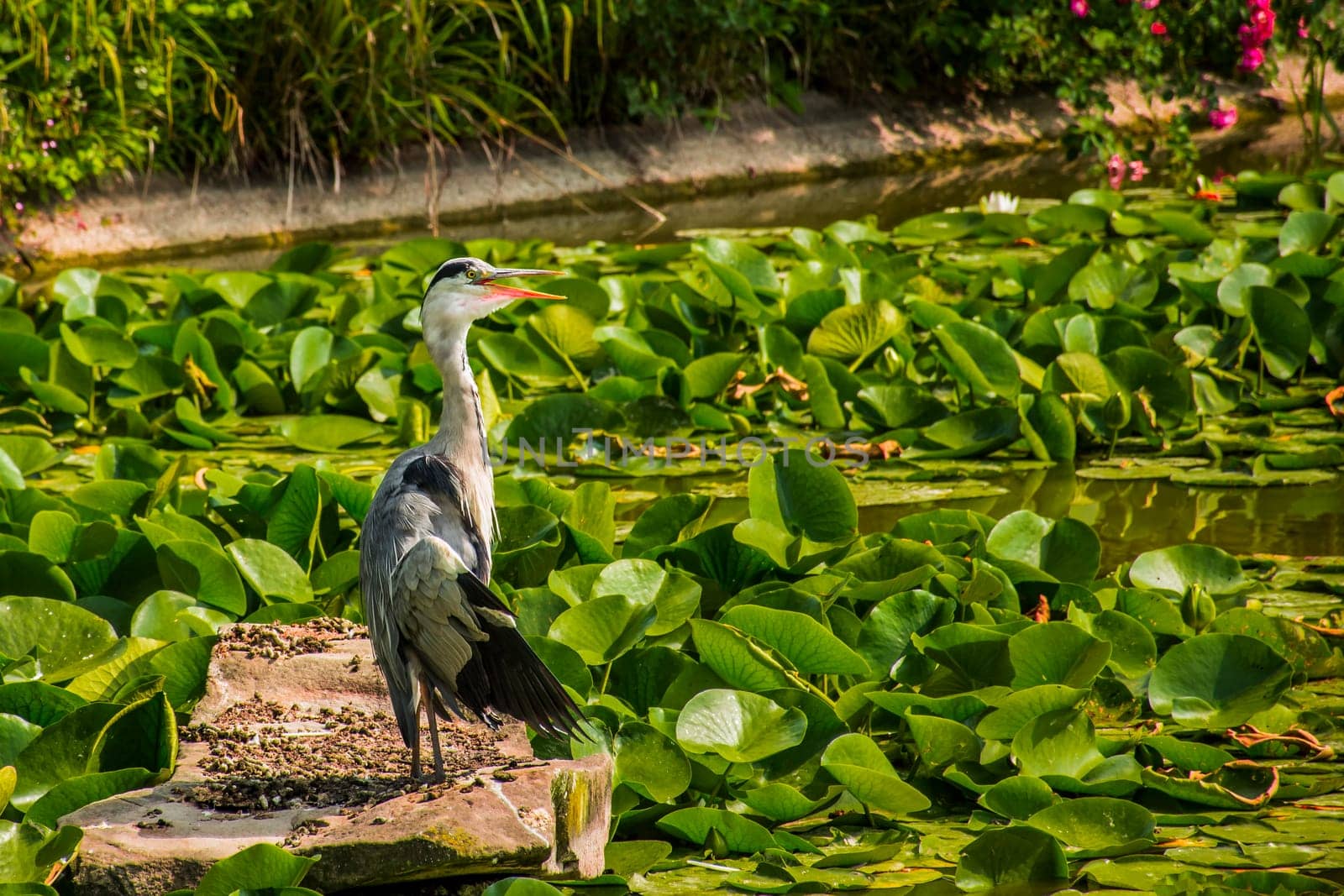 Wild grey heron