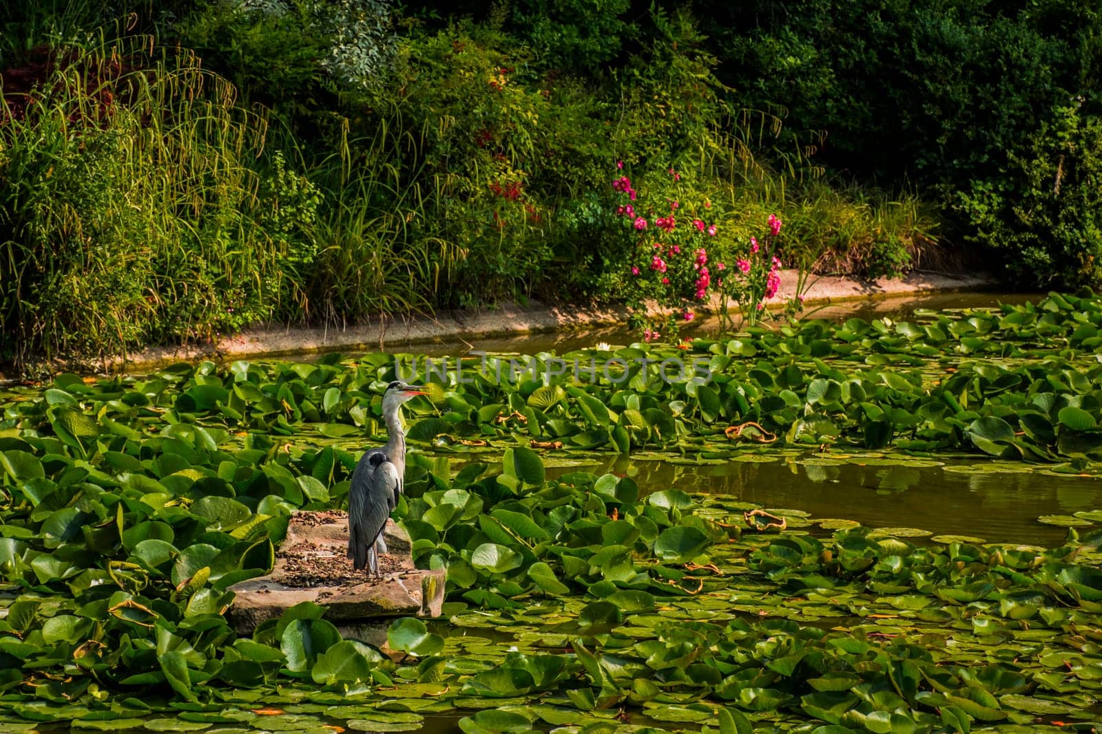 Wild grey heron