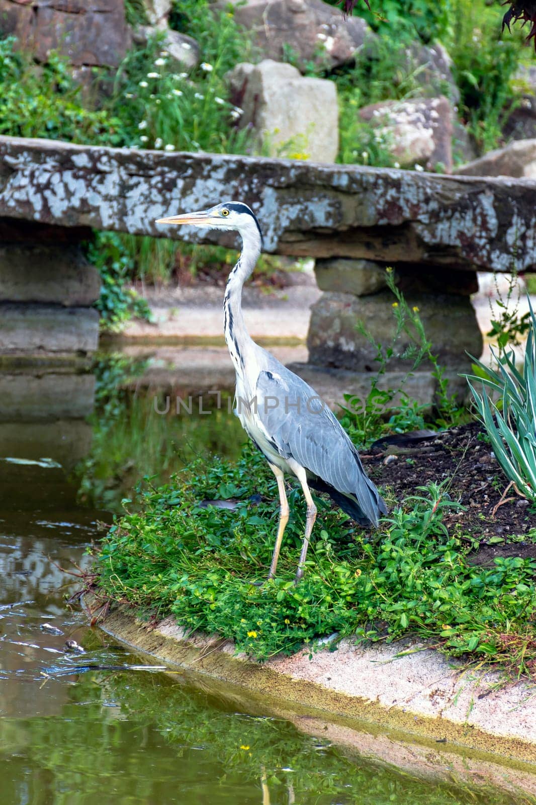 Wild grey heron