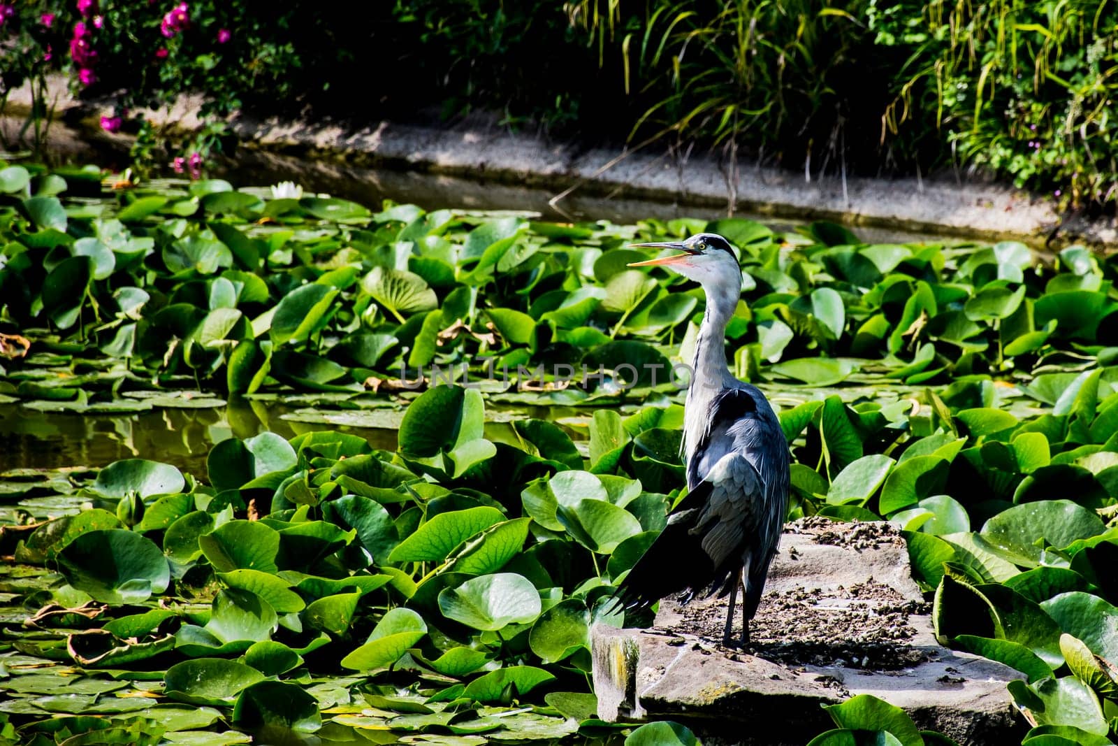 Wild grey heron