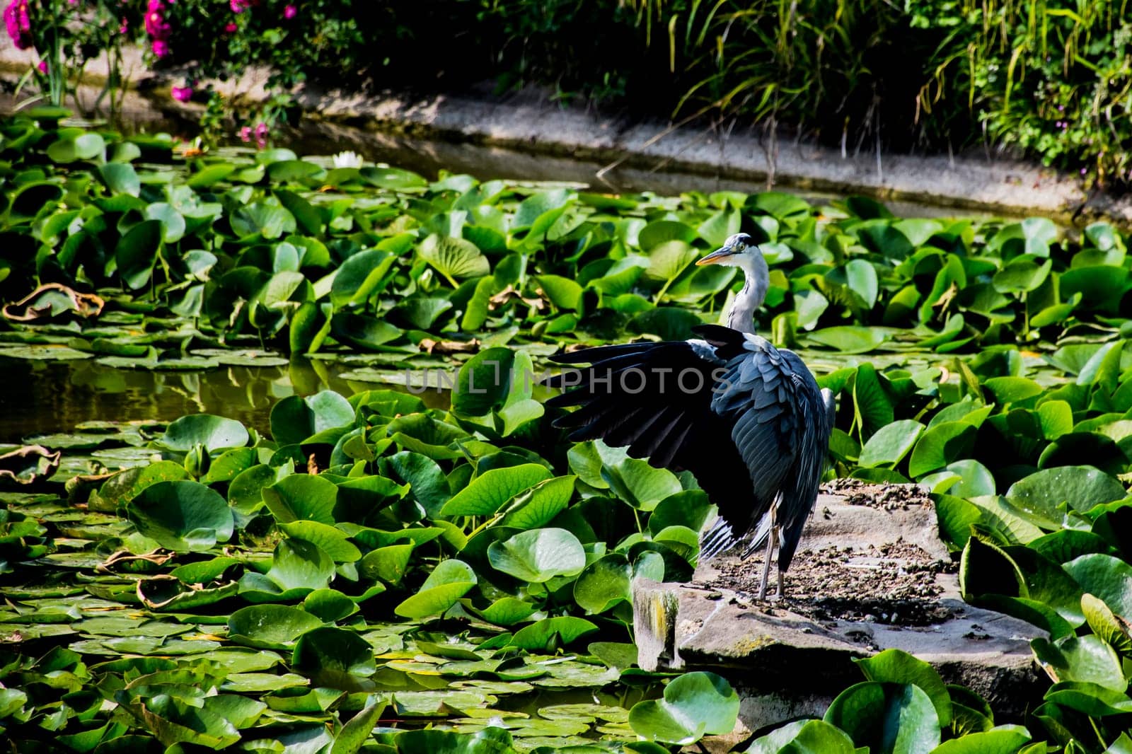 Wild grey heron