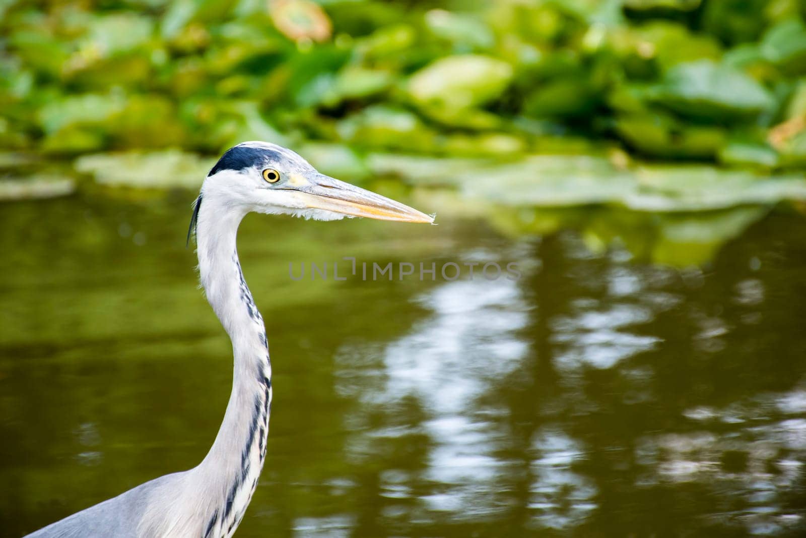 Wild grey heron