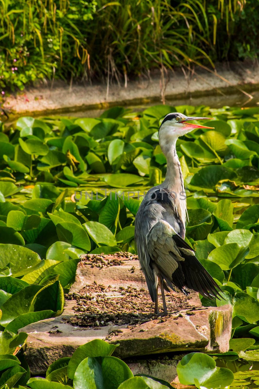 Wild grey heron