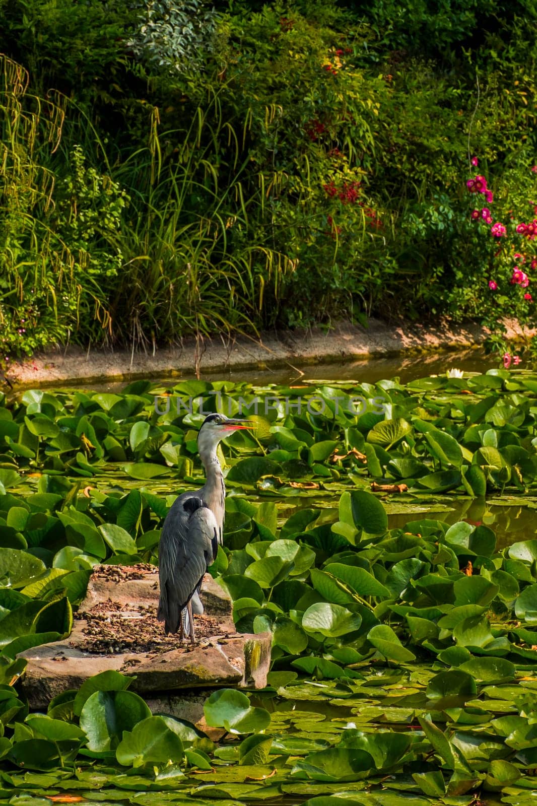 Wild grey heron