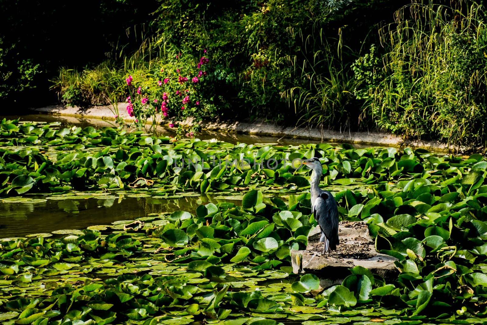 Wild grey heron