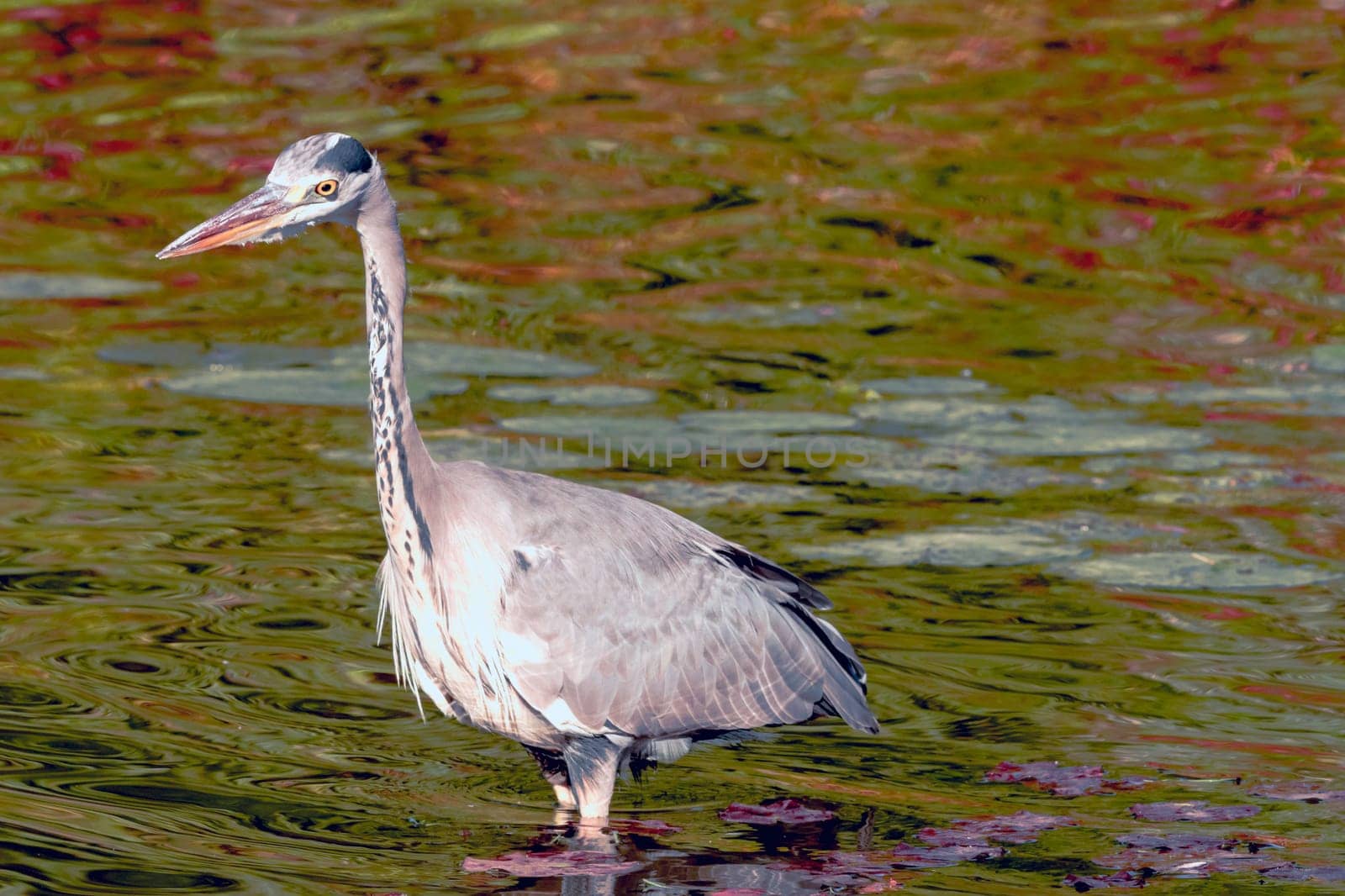 Wild grey heron