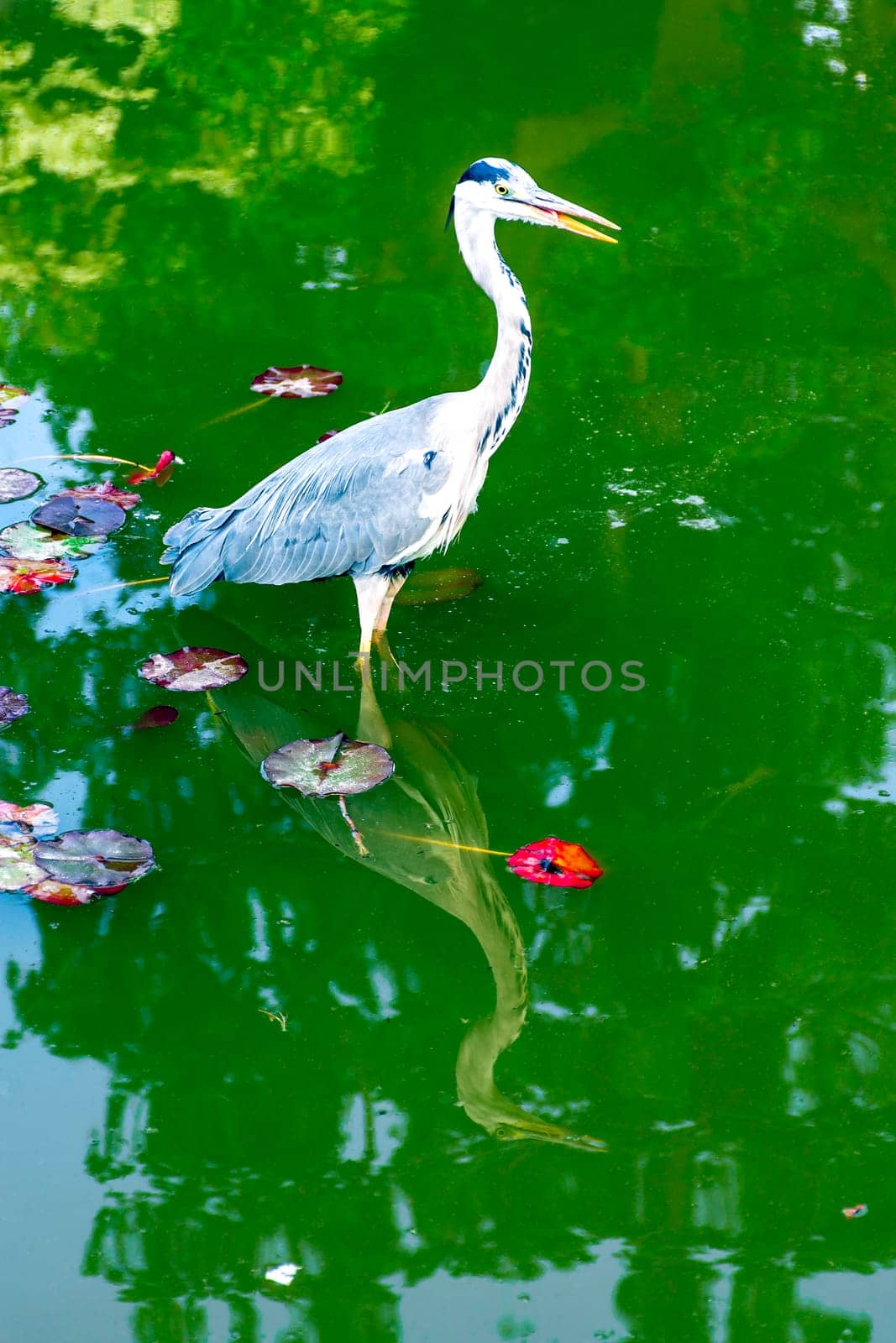 Wild grey heron
