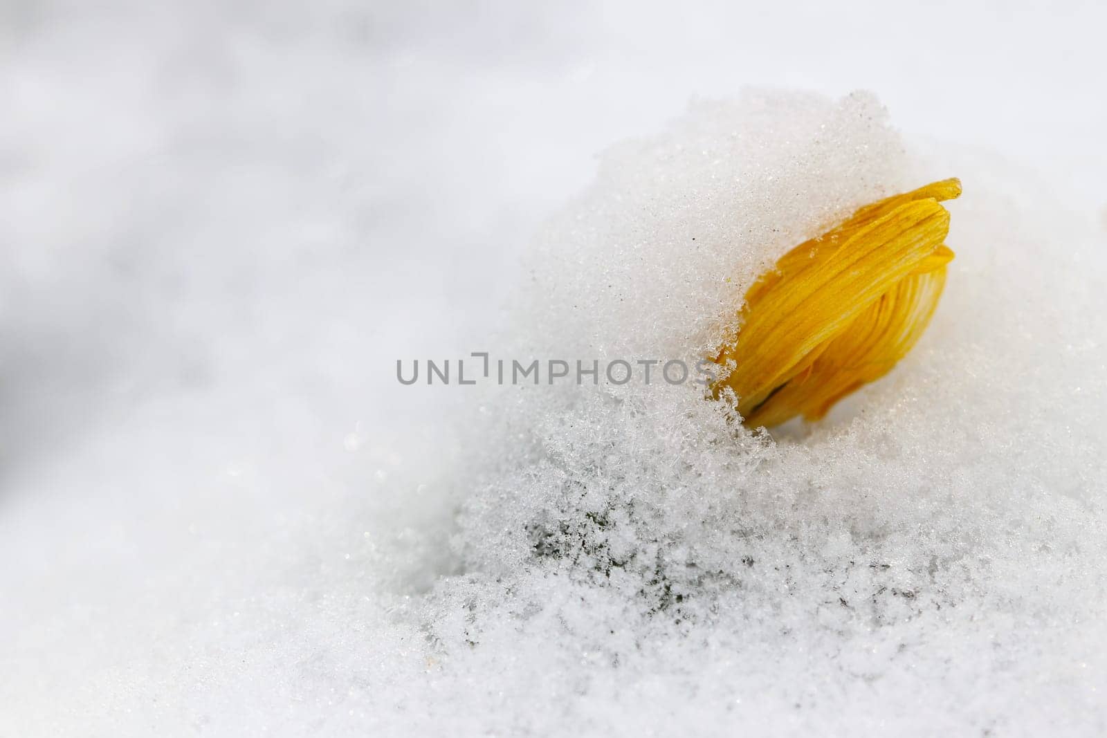 Detail of the flowering winter aconite in the snow