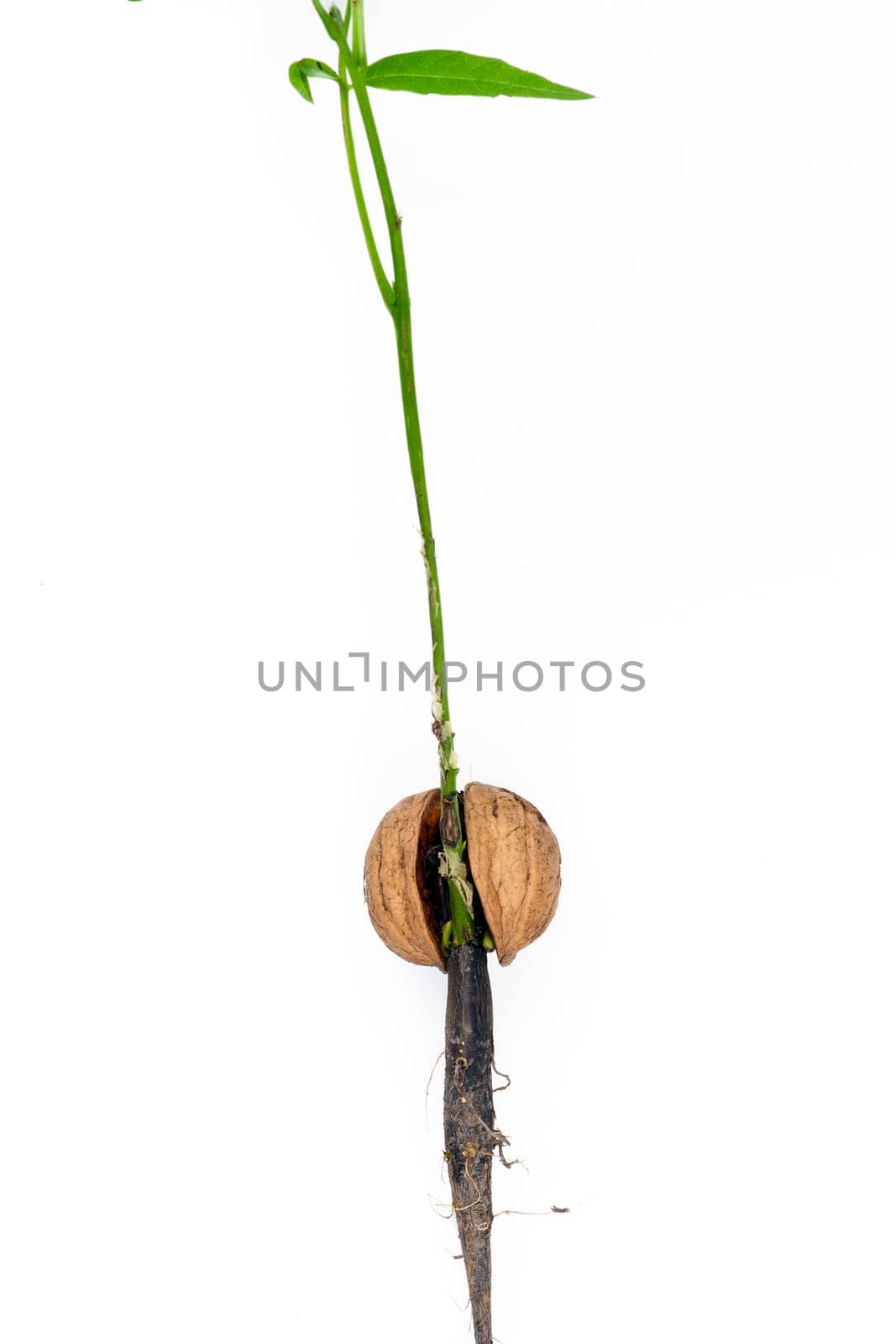 Detail of the sprouting walnut - macro
