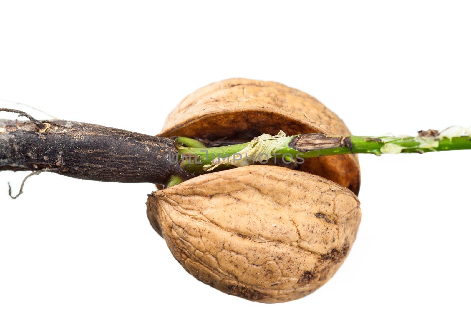 Detail of the sprouting walnut - macro