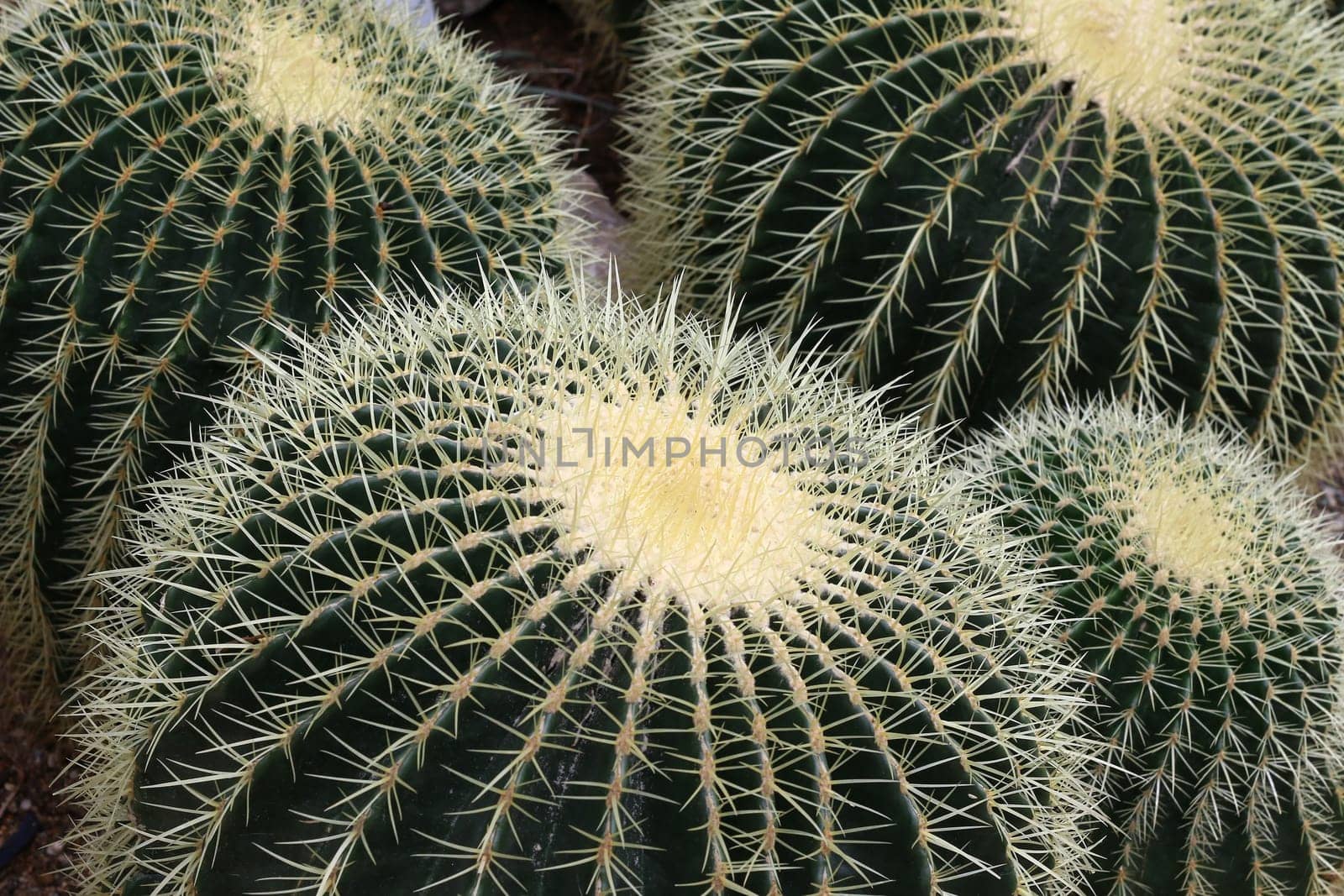 Detail of the Golden barrel - Echinocactus grusonii - cactus