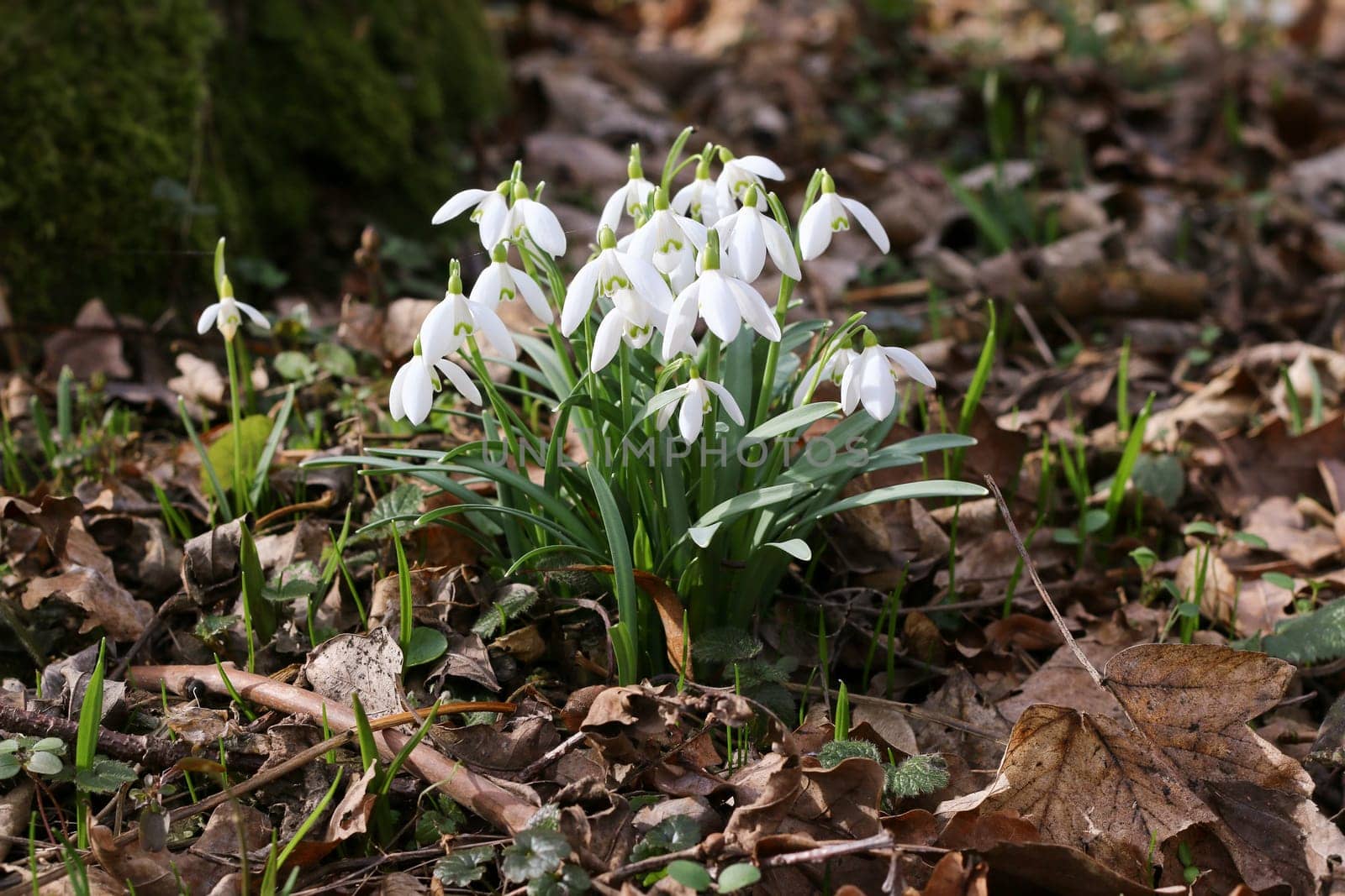 Detail of the bunch of purification flowers - snowdrops