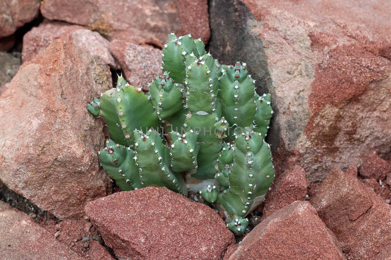 Euphorbia resinifera - Resin spurge - is a species of spurge native to Morocco. The dried latex of the plant has been used as ancient medicine