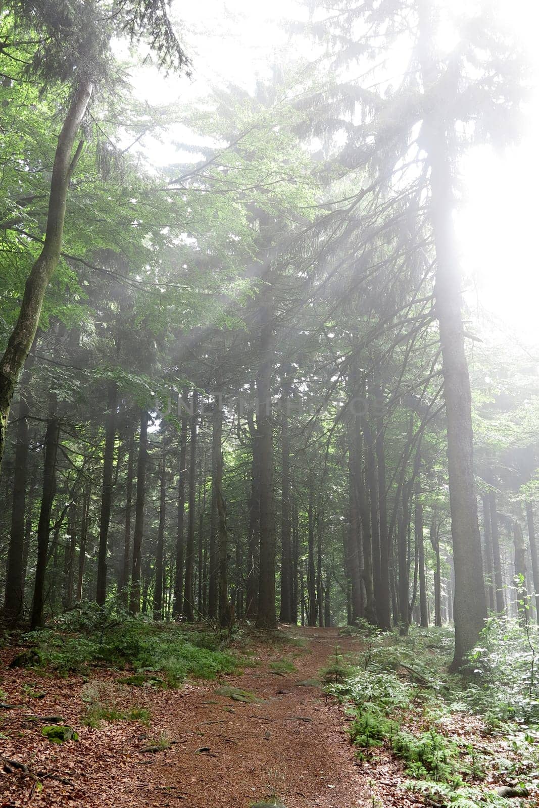 Bright morning in the forest - sunbeams