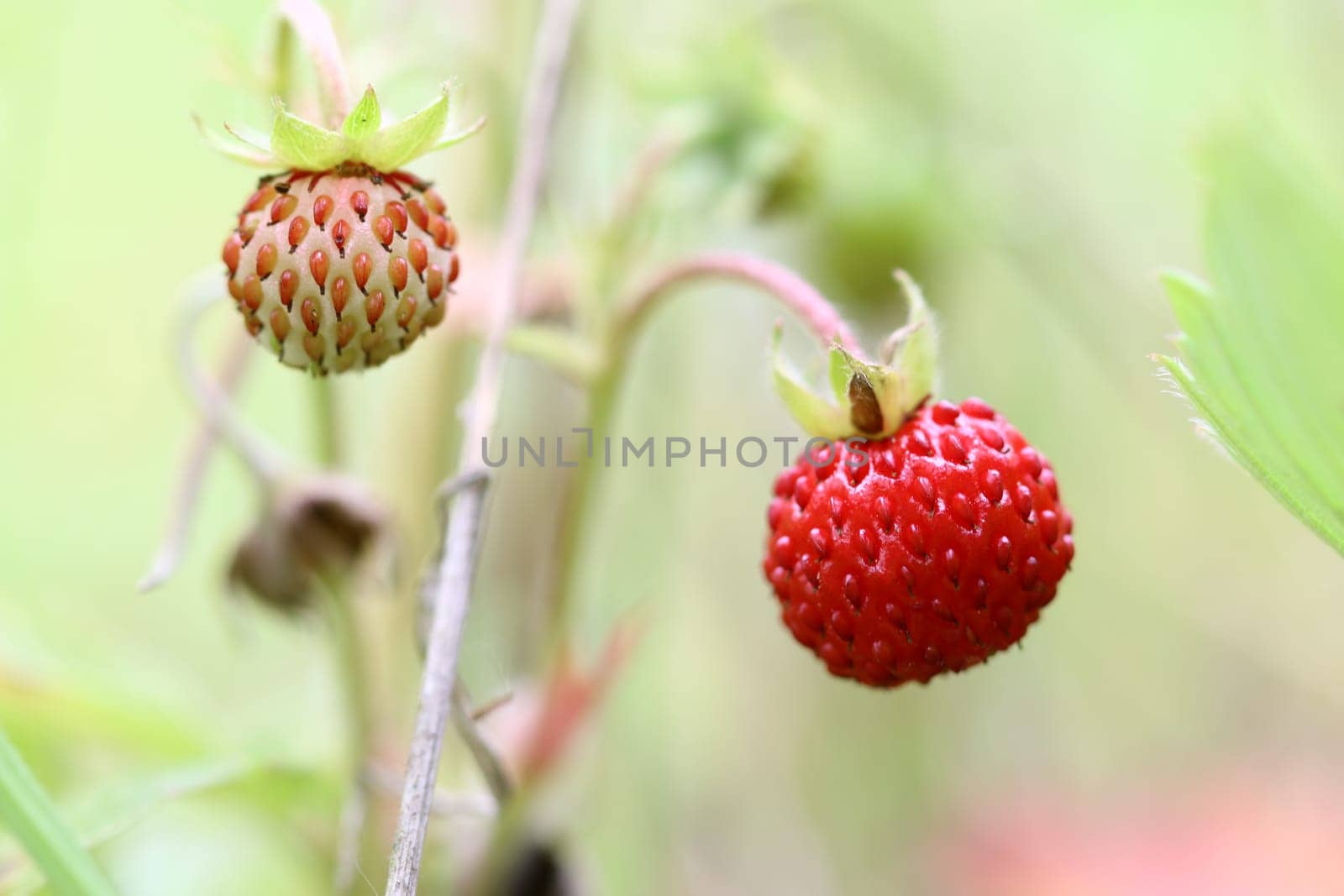 Detail of the forest products - wild strawberries - shallow depth of field