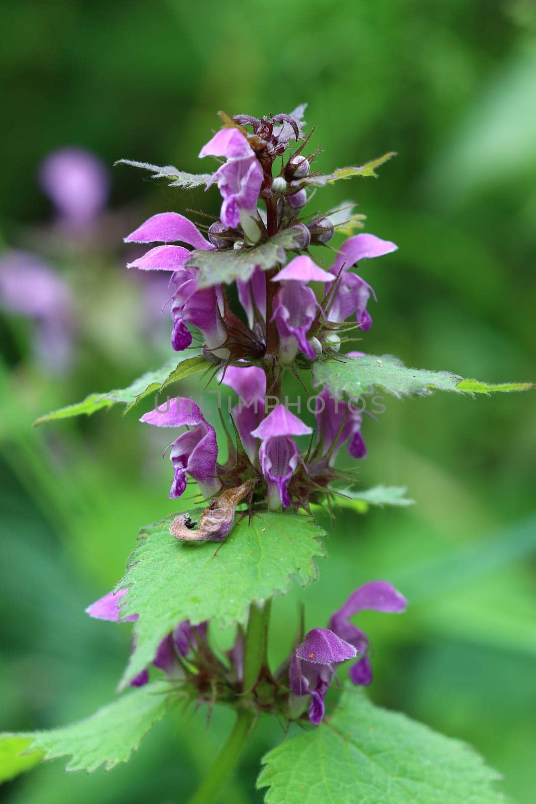Blooming blind nettle - medicinal herb