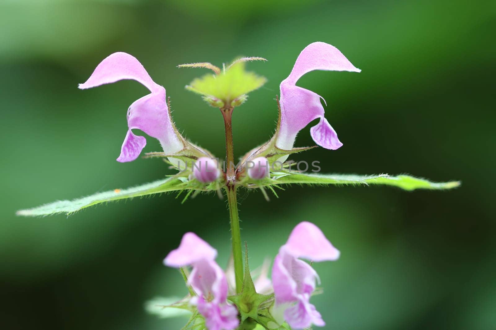 Blooming blind nettle - medicinal herb