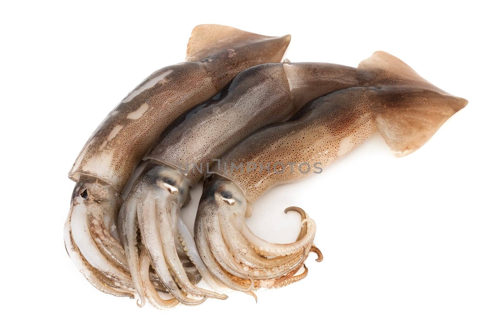 Squid on a white background,close-up of fresh squid