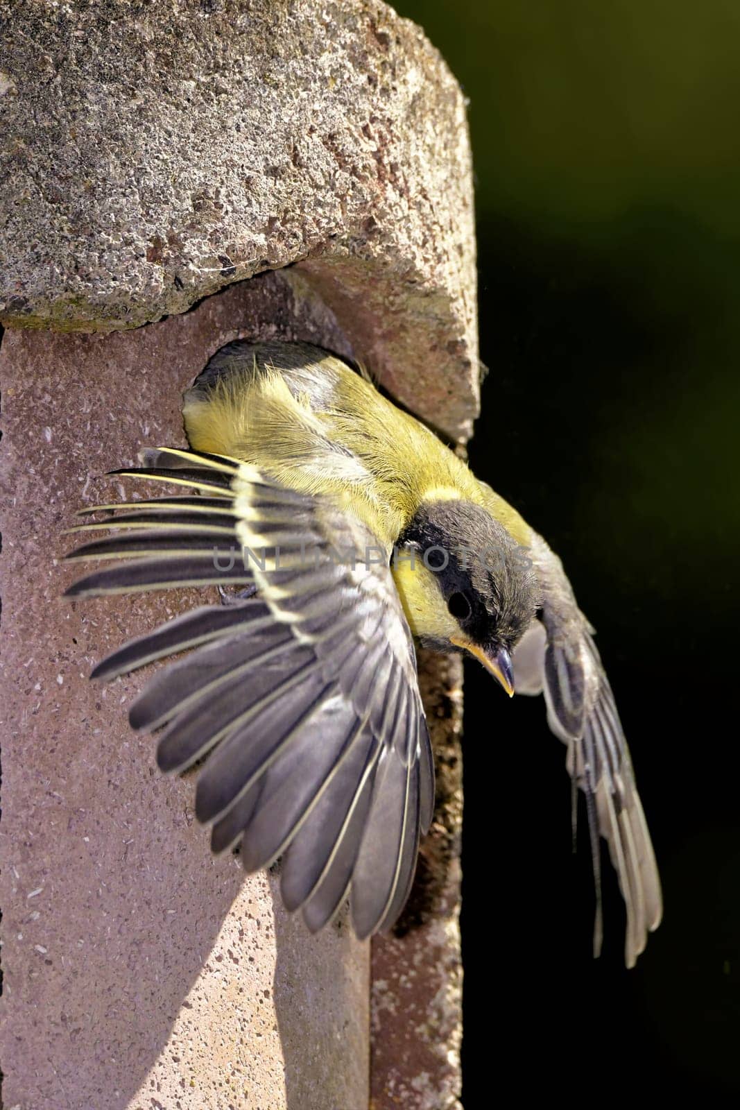 Young great leaves the nest box