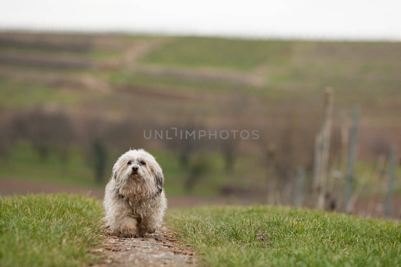 Havanese on a walk