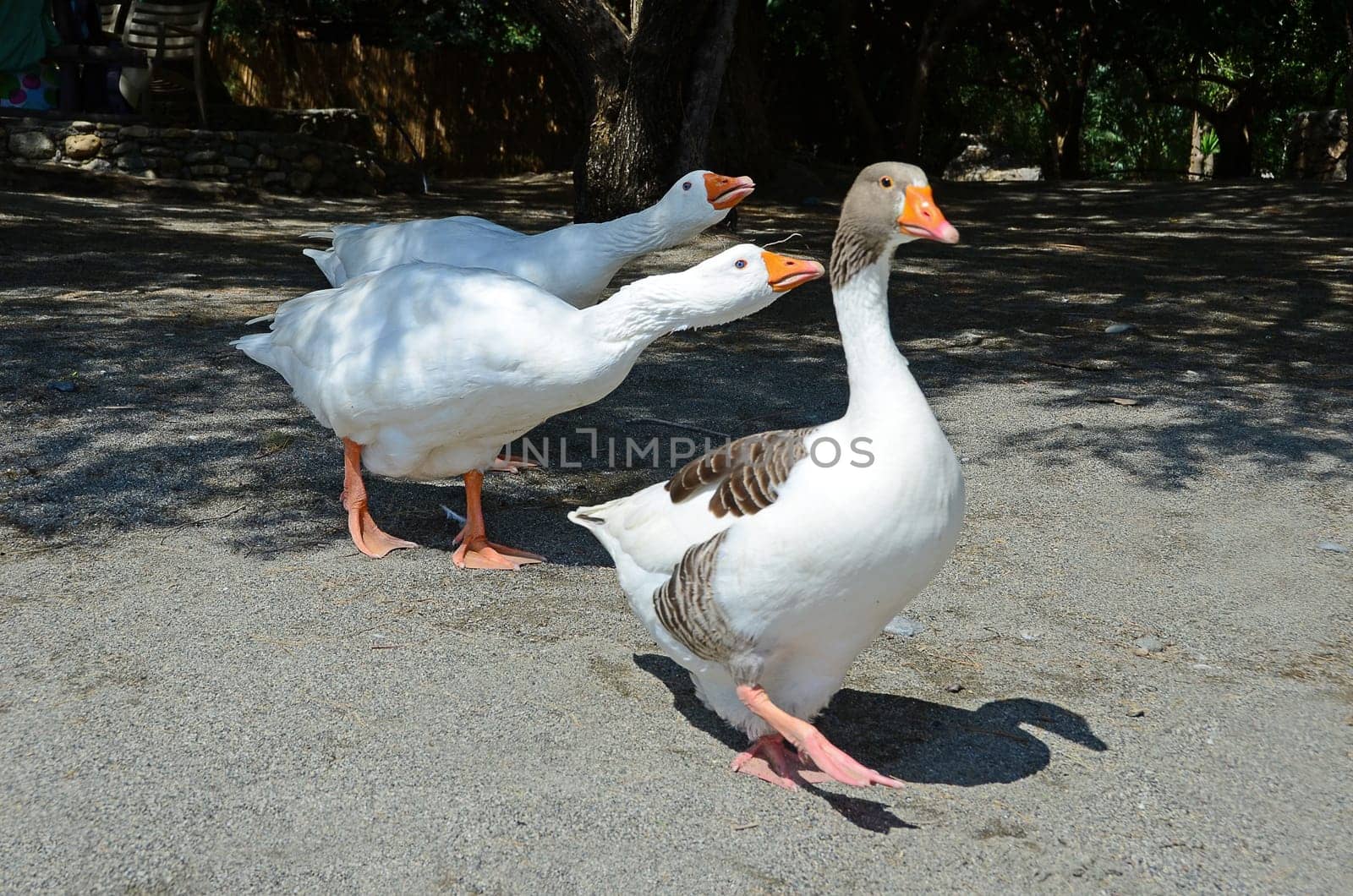 three geese