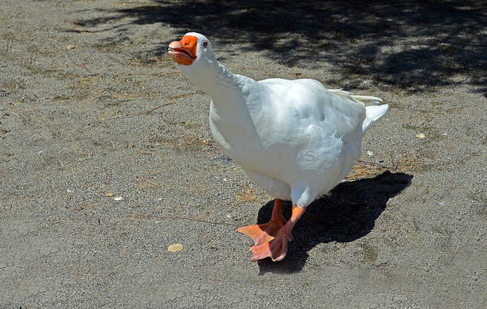white goose