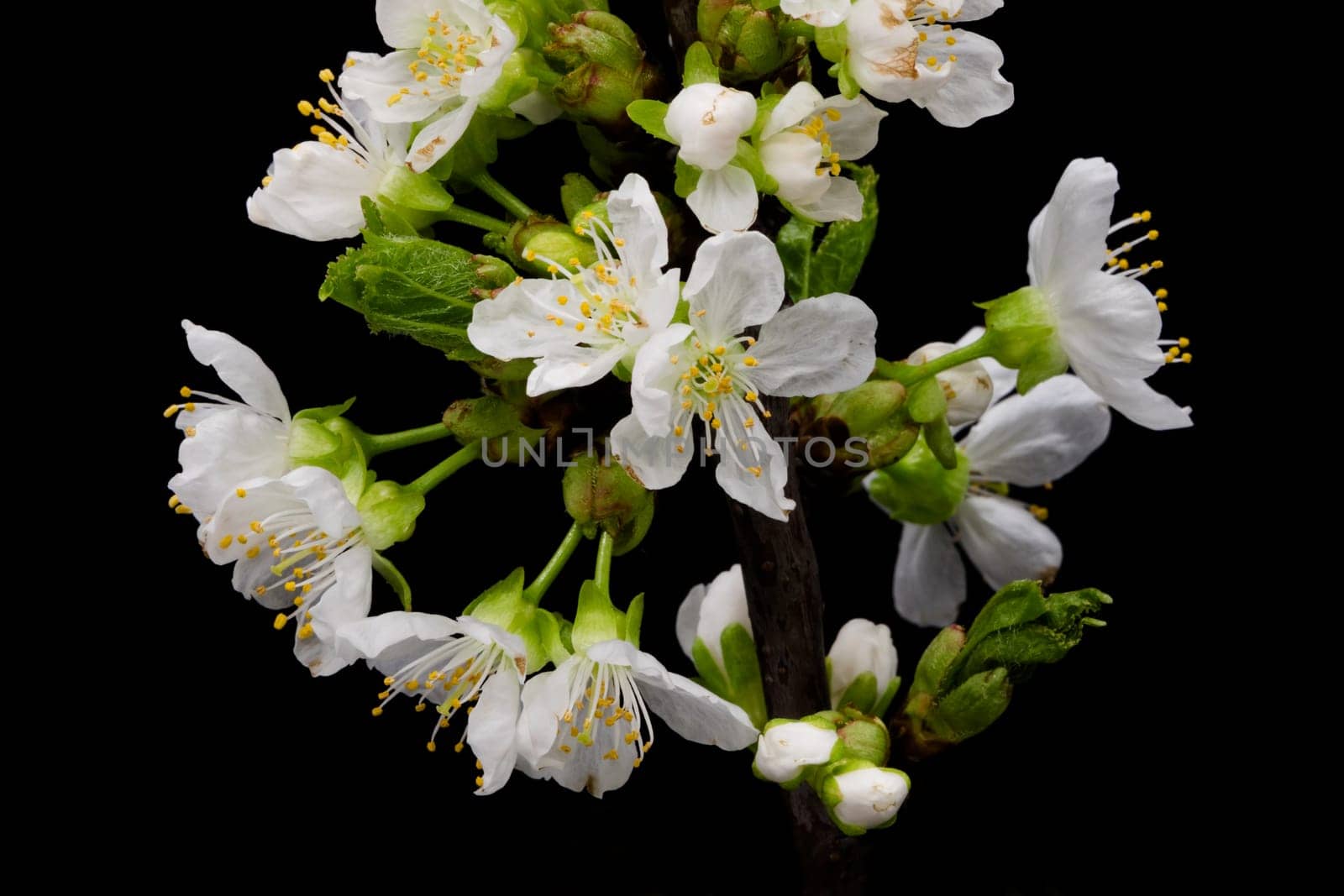 Cherry blossom,close-up of the blossoming cherry branch with black background