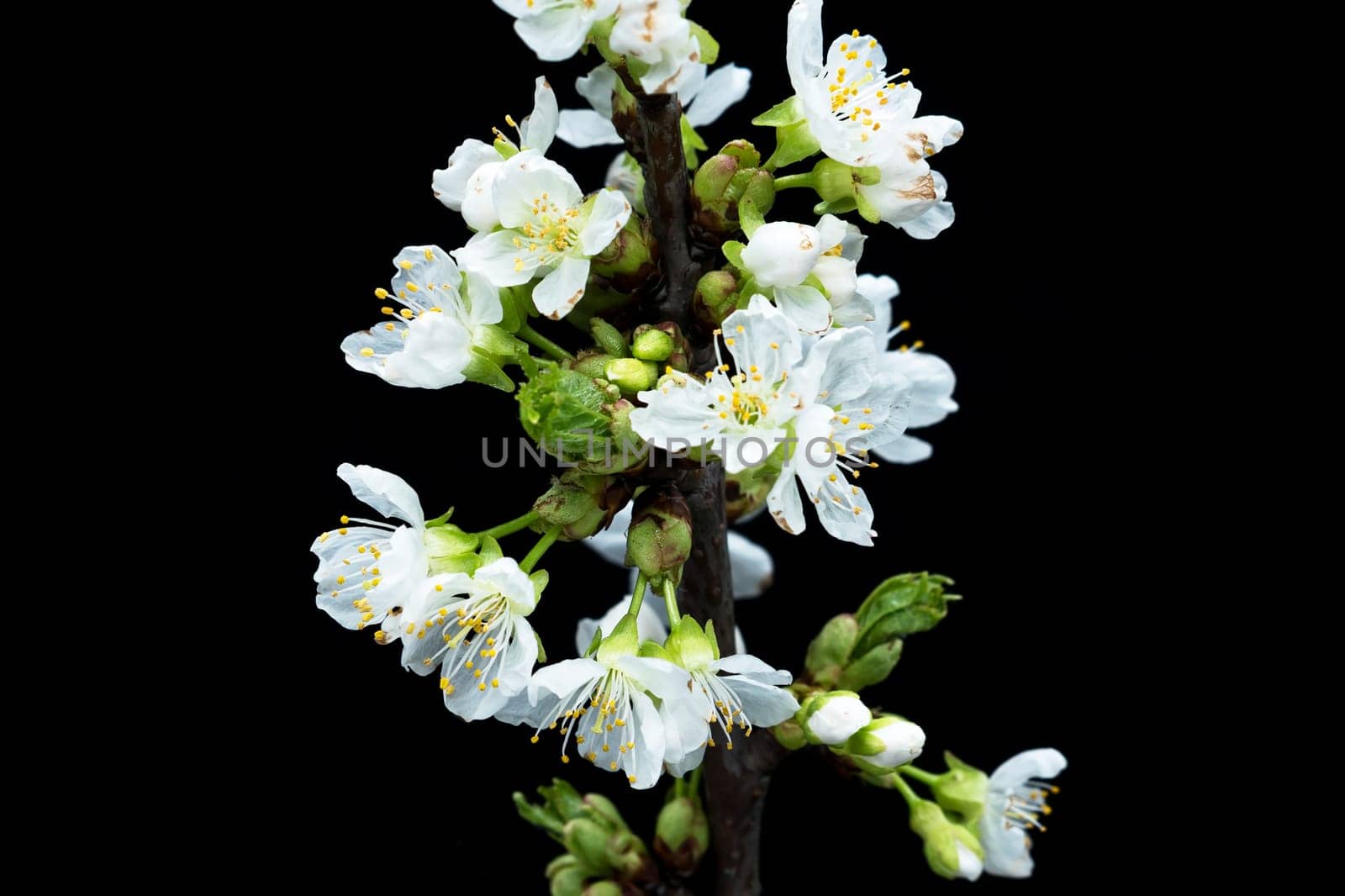 Cherry blossom,close-up of the blossoming cherry branch with black background