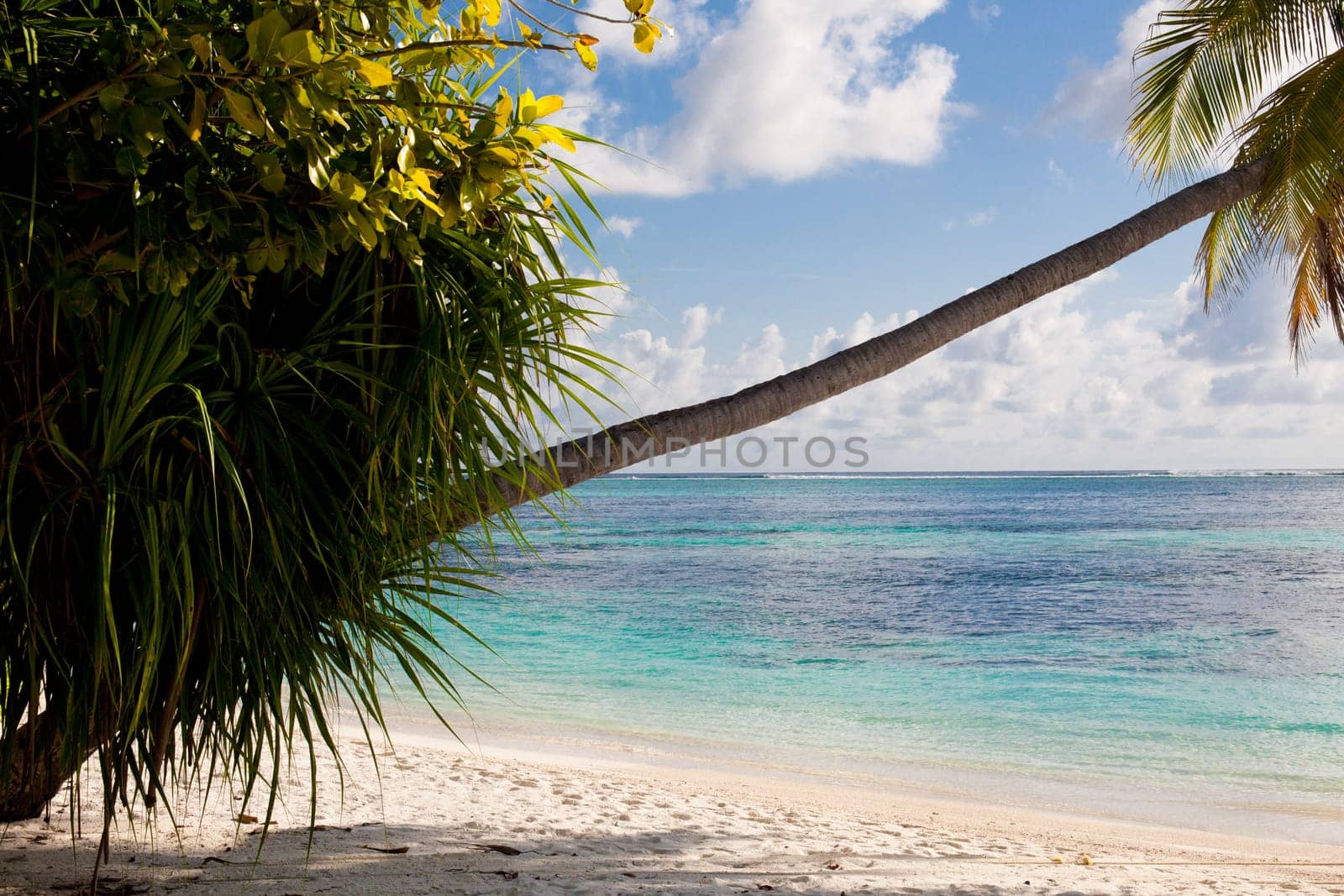 Holiday Paradise