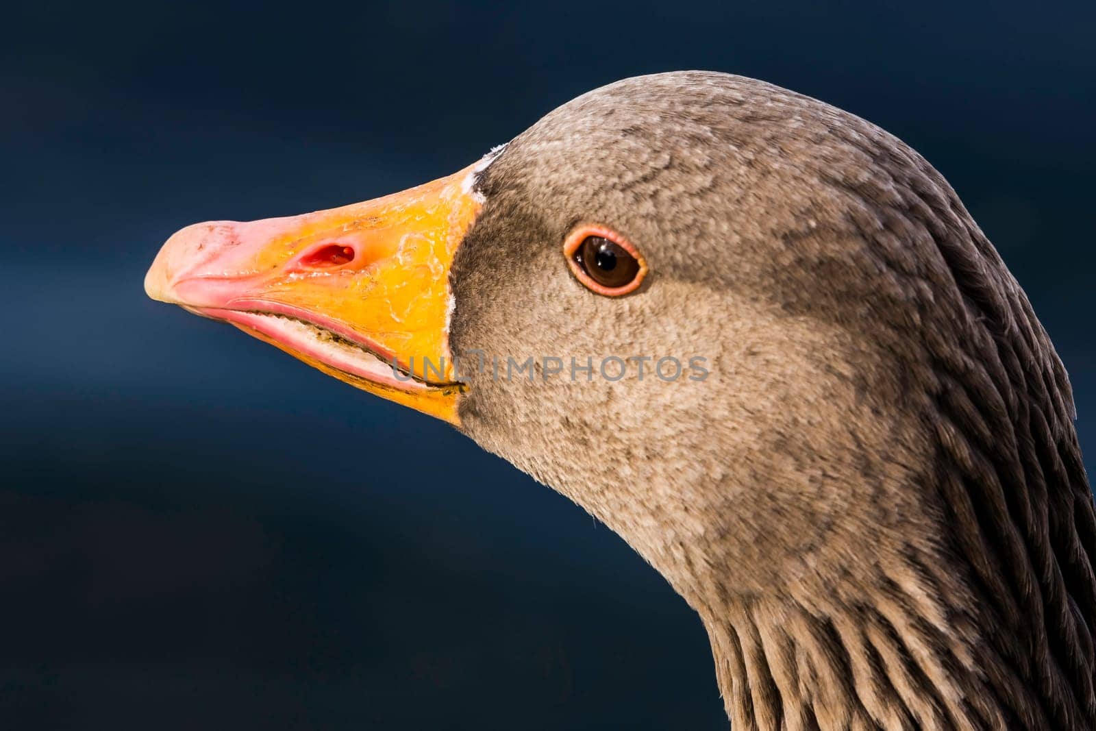 Wild greylag goose (Anser anser) in Bedfont Lakes Country Park - London, United Kingdom