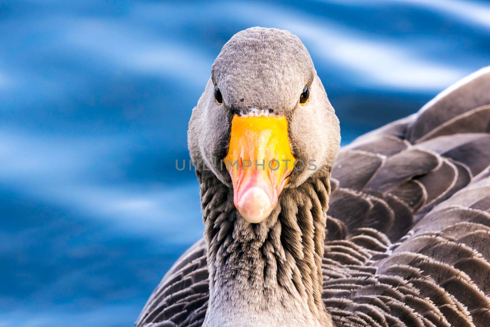 Wild greylag goose (Anser anser) in Bedfont Lakes Country Park - London, United Kingdom
