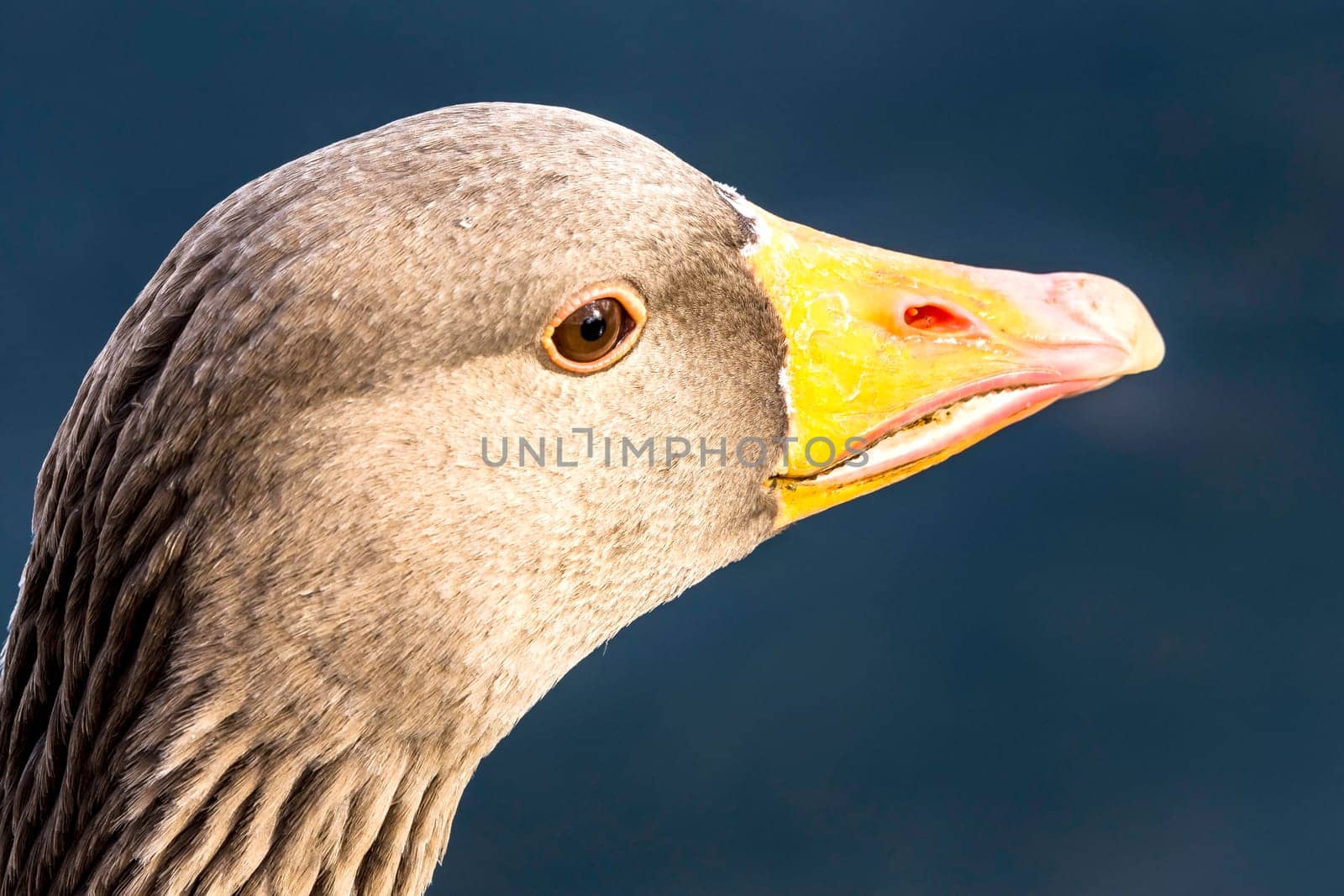 Wild greylag goose (Anser anser) in Bedfont Lakes Country Park - London, United Kingdom