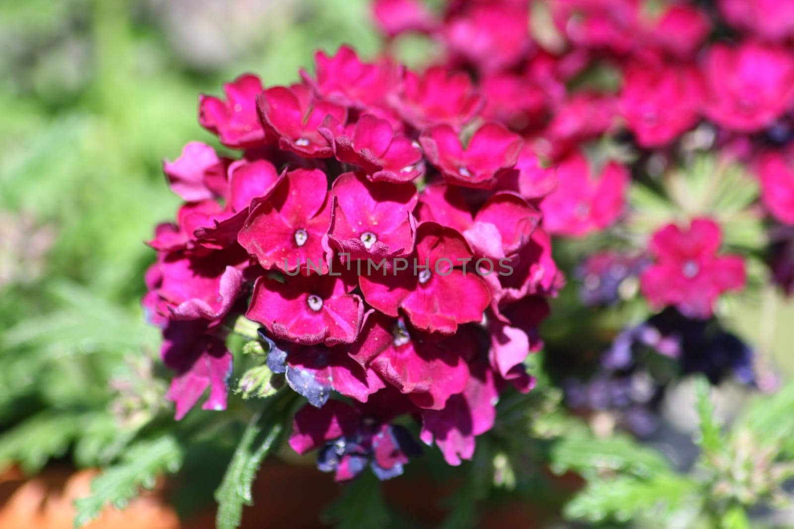 A red flowering Phlox (Phlox)
