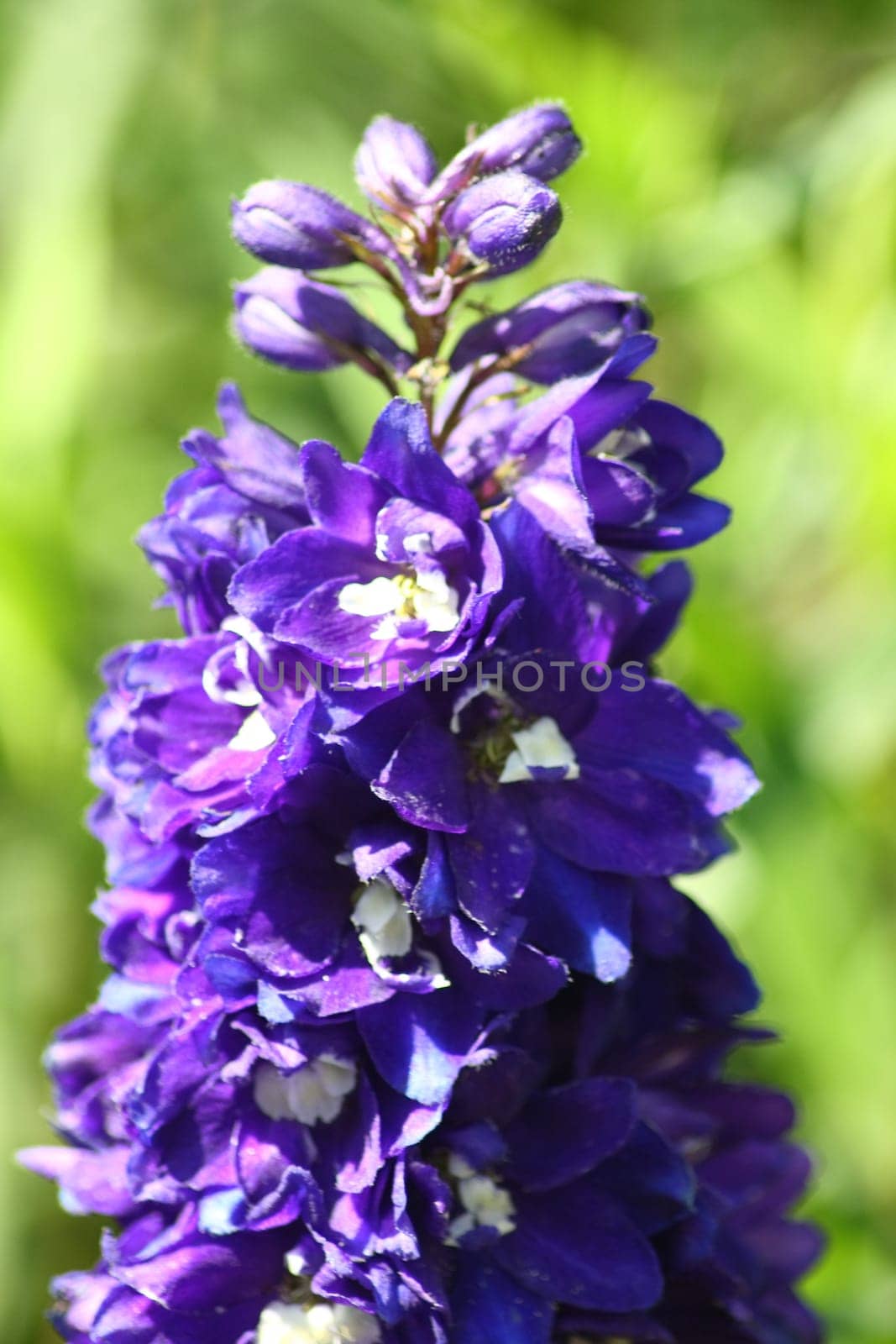 Close-up of a blue-flowered larkspur (Delphinium)