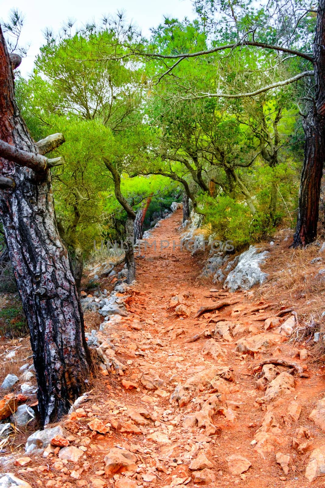 Path In The Forest