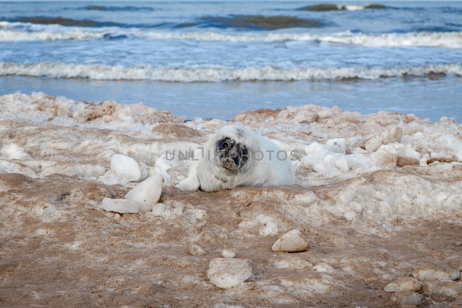 Seal ducks on the Baltic Sea coast, Ventspils, Latvia