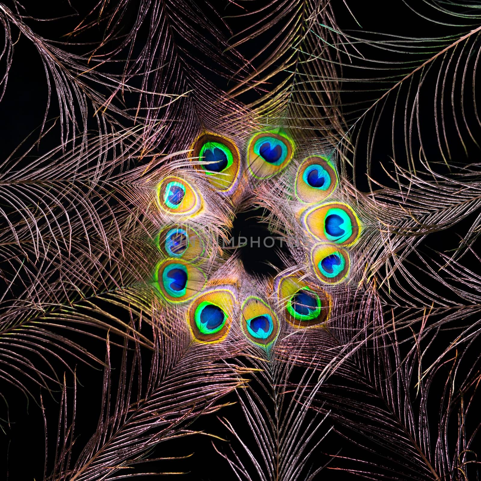 Peacock feathers