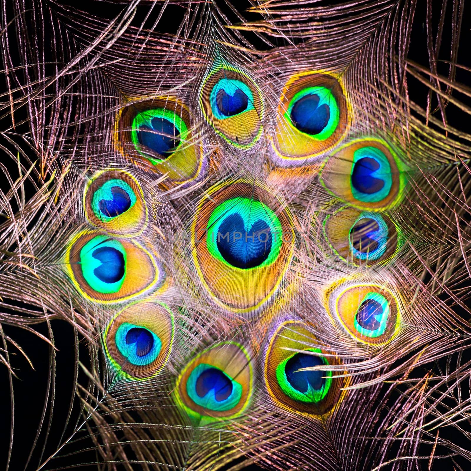 Peacock feathers